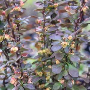 Berberis thunbergii 30-40 cm